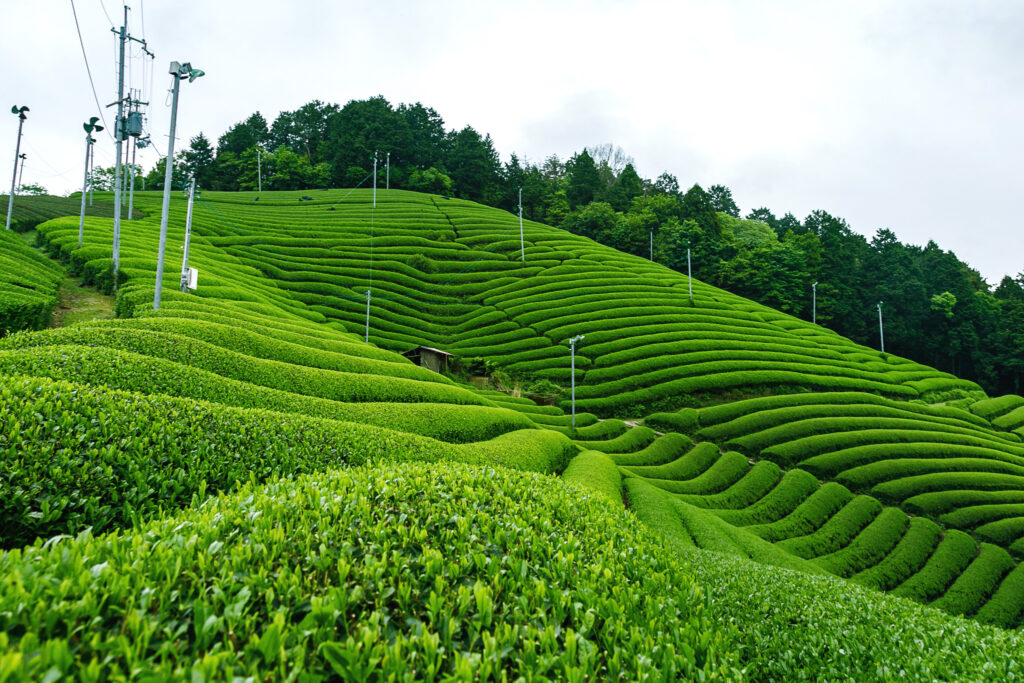 Trà Tân Cương Thái Nguyên