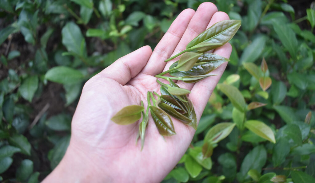 Trà Tân Cương Thái Nguyên