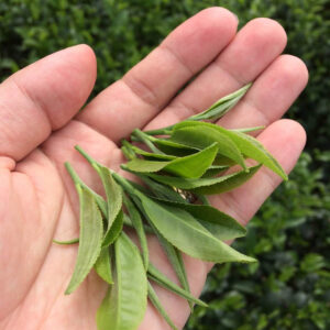 Búp trà tươi thái nguyên