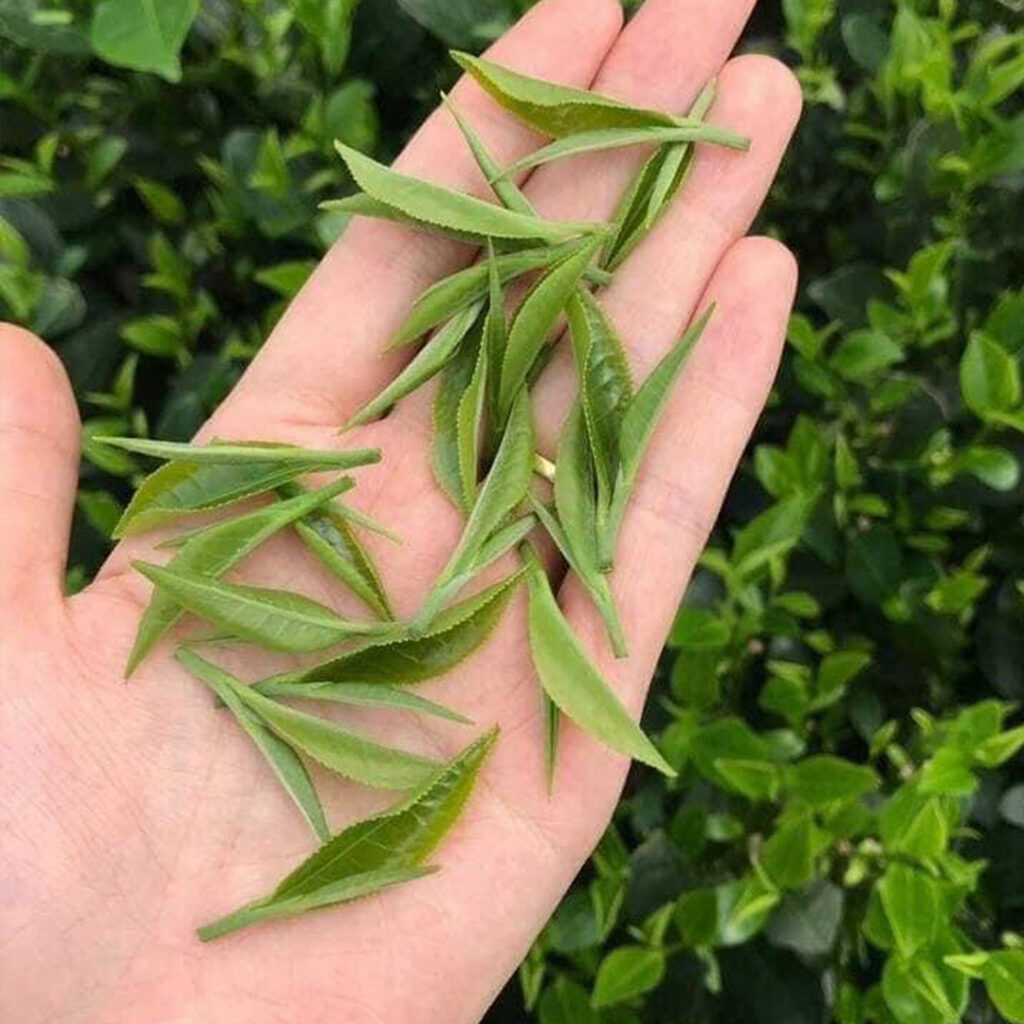 Búp Trà Tân Cương Thái Nguyên