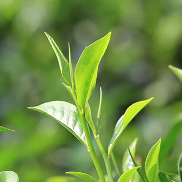 Búp trà Thái Nguyên