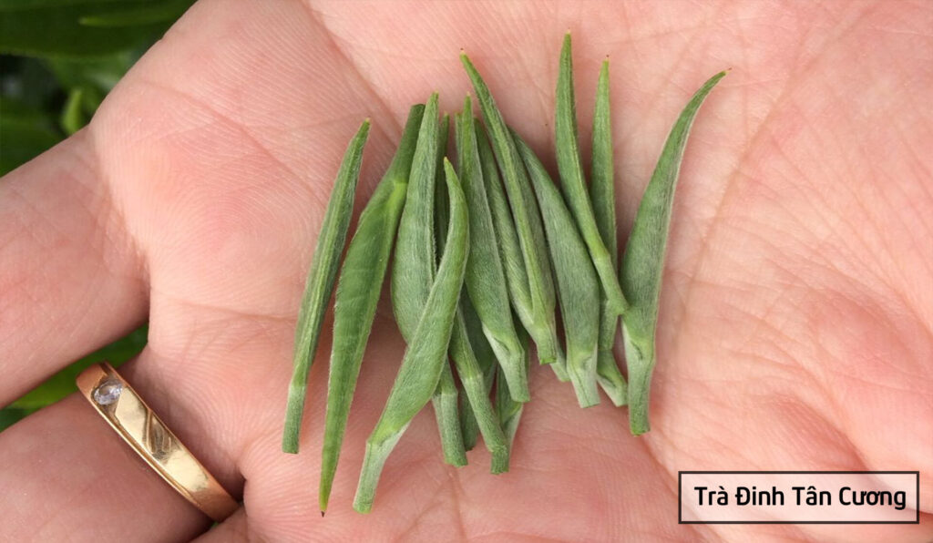 Trà Tân Cương Thái Nguyên
